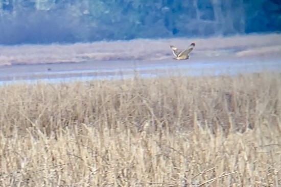 Short-eared Owl - Nancy Clogston