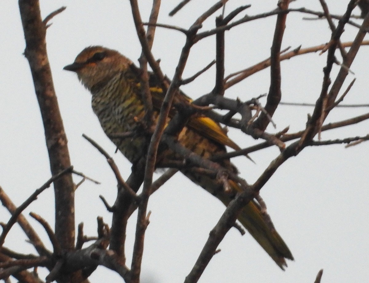 Black Cuckooshrike - ML614716007