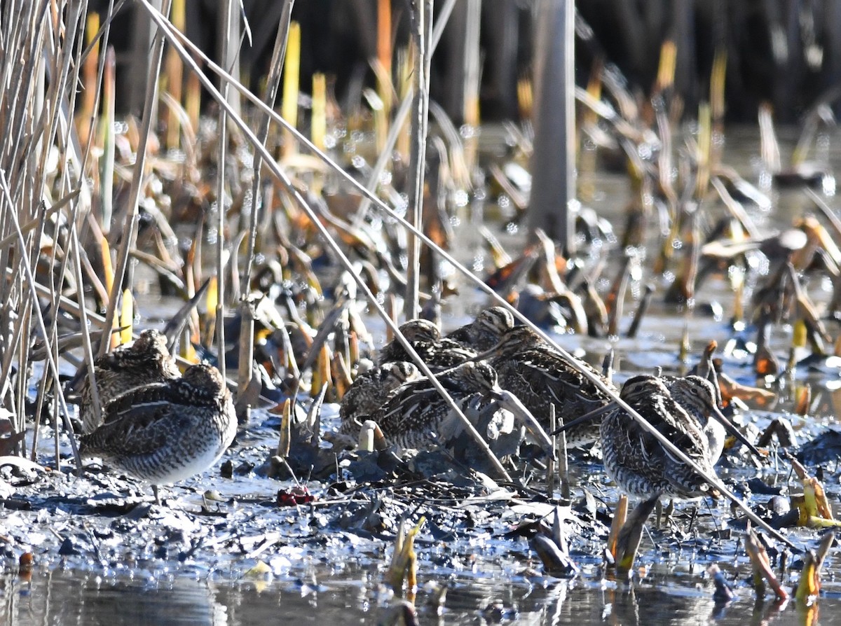 Wilson's Snipe - ML614716028