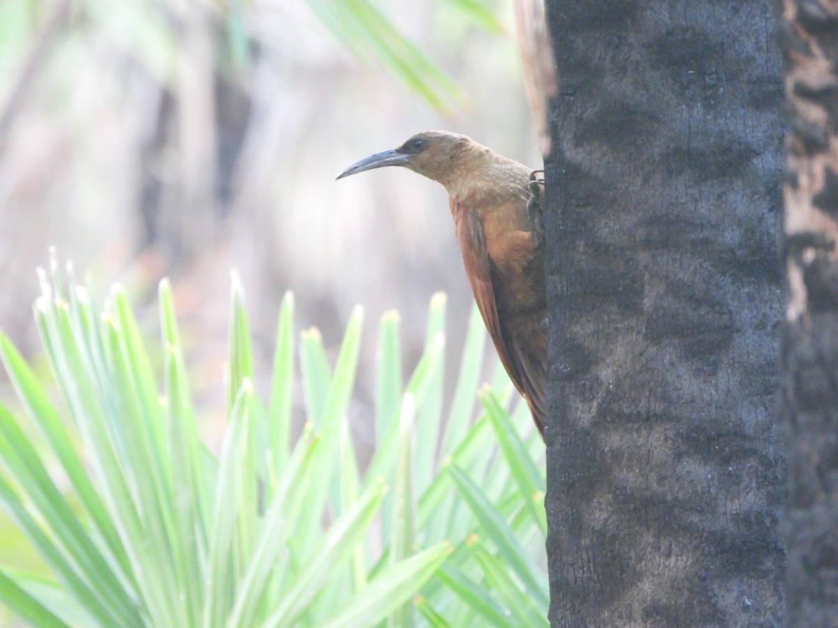 Great Rufous Woodcreeper - ML614716030