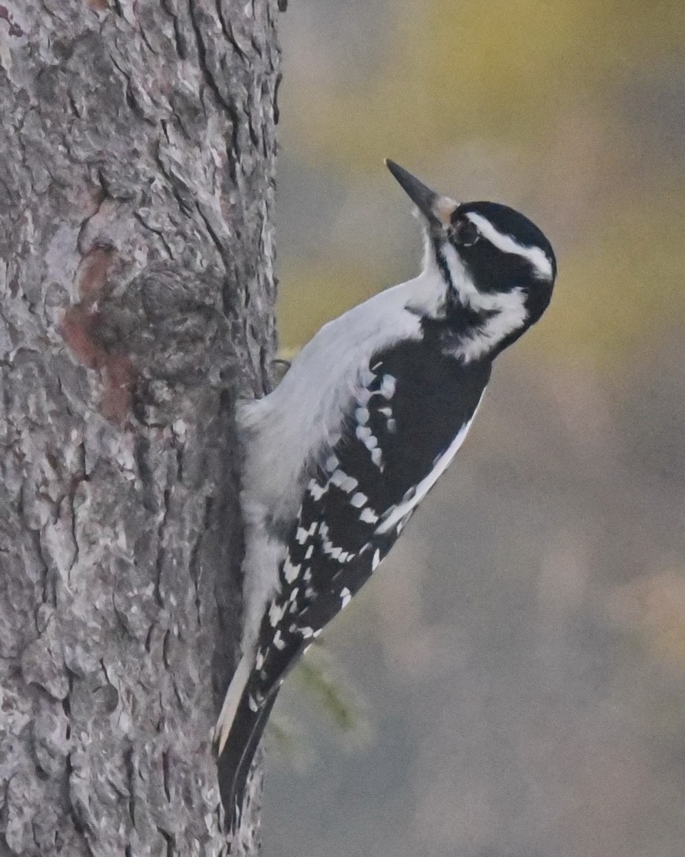 Hairy Woodpecker - ML614716067