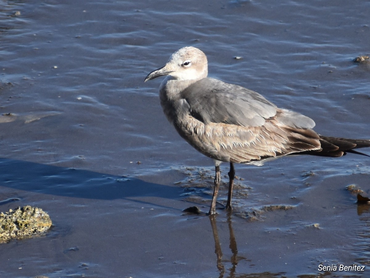 Laughing Gull - ML614716069