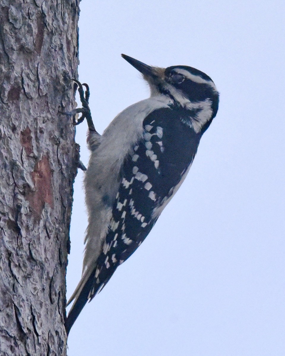 Hairy Woodpecker - ML614716073