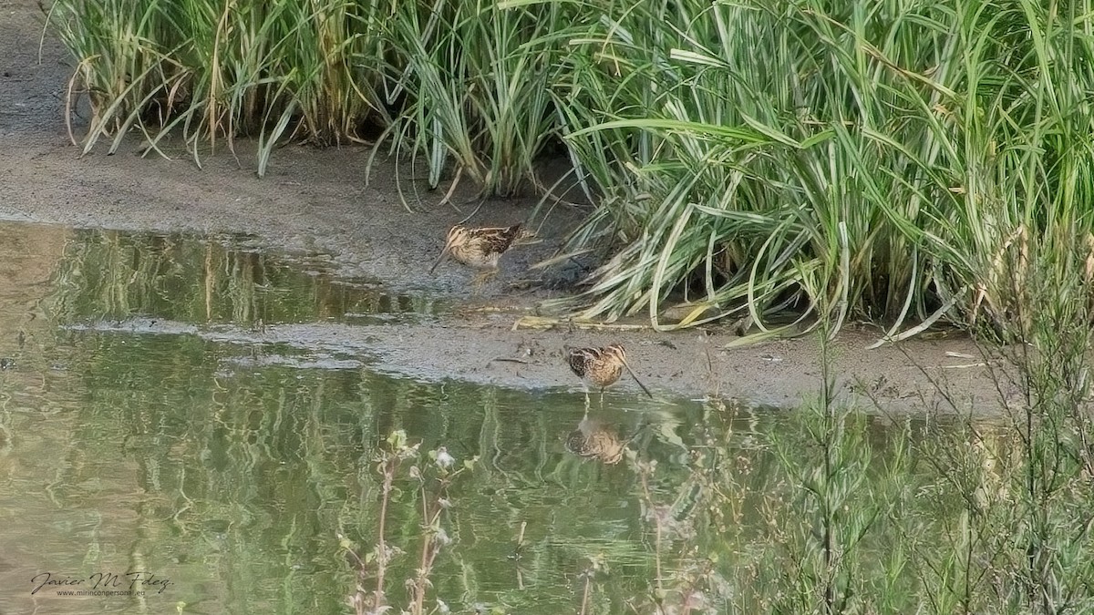 Common Snipe - ML614716088