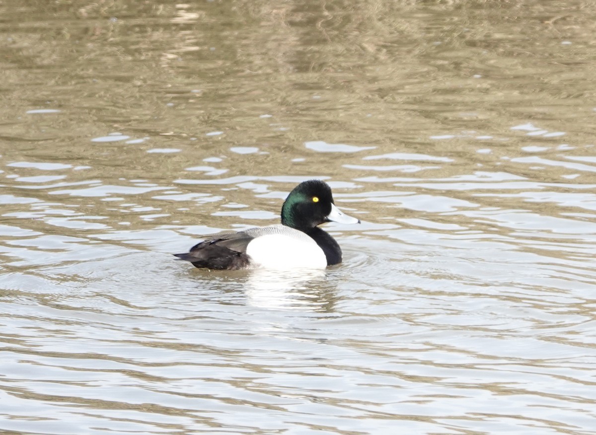 Greater Scaup - ML614716107