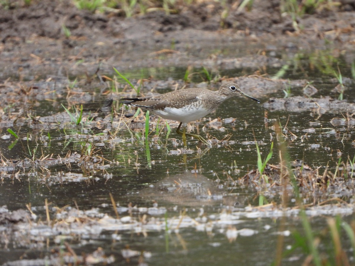 Solitary Sandpiper - ML614716112