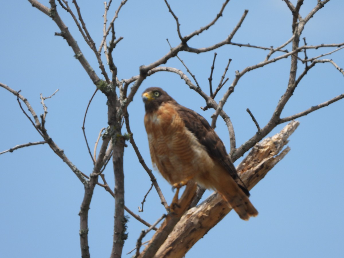Roadside Hawk - ML614716149