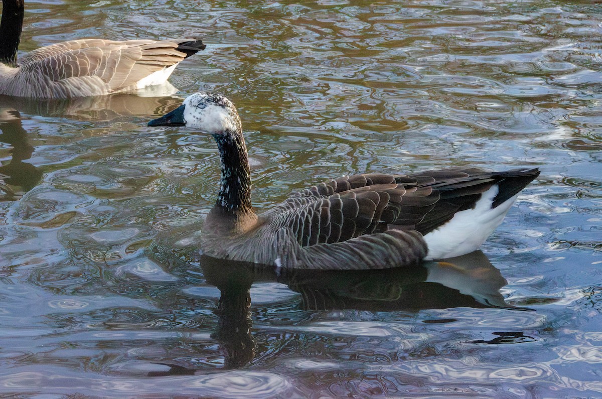 Swan Goose x Canada Goose (hybrid) - Connor Wade