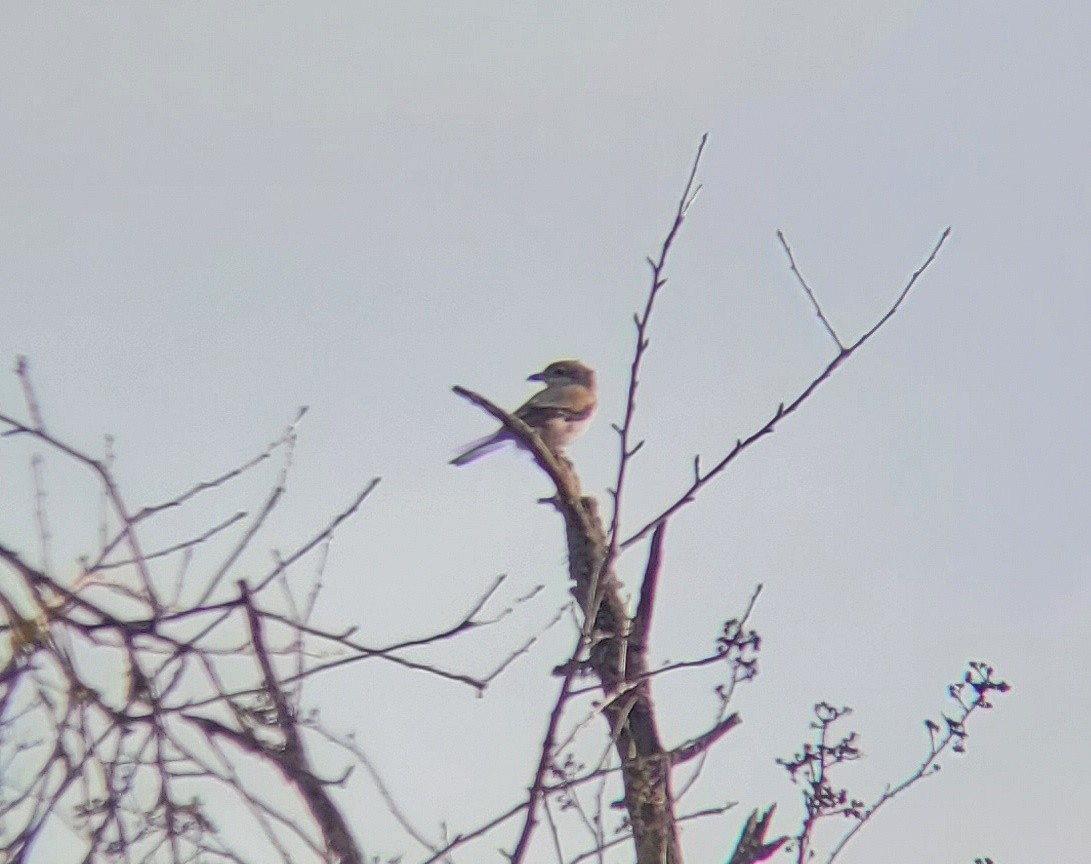 Northern Shrike - ML614716244