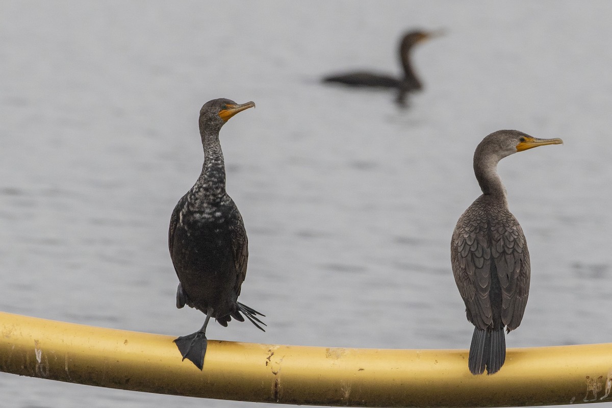 Double-crested Cormorant - Geoff Hill