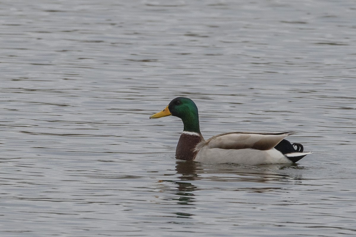 Mallard - Geoff Hill