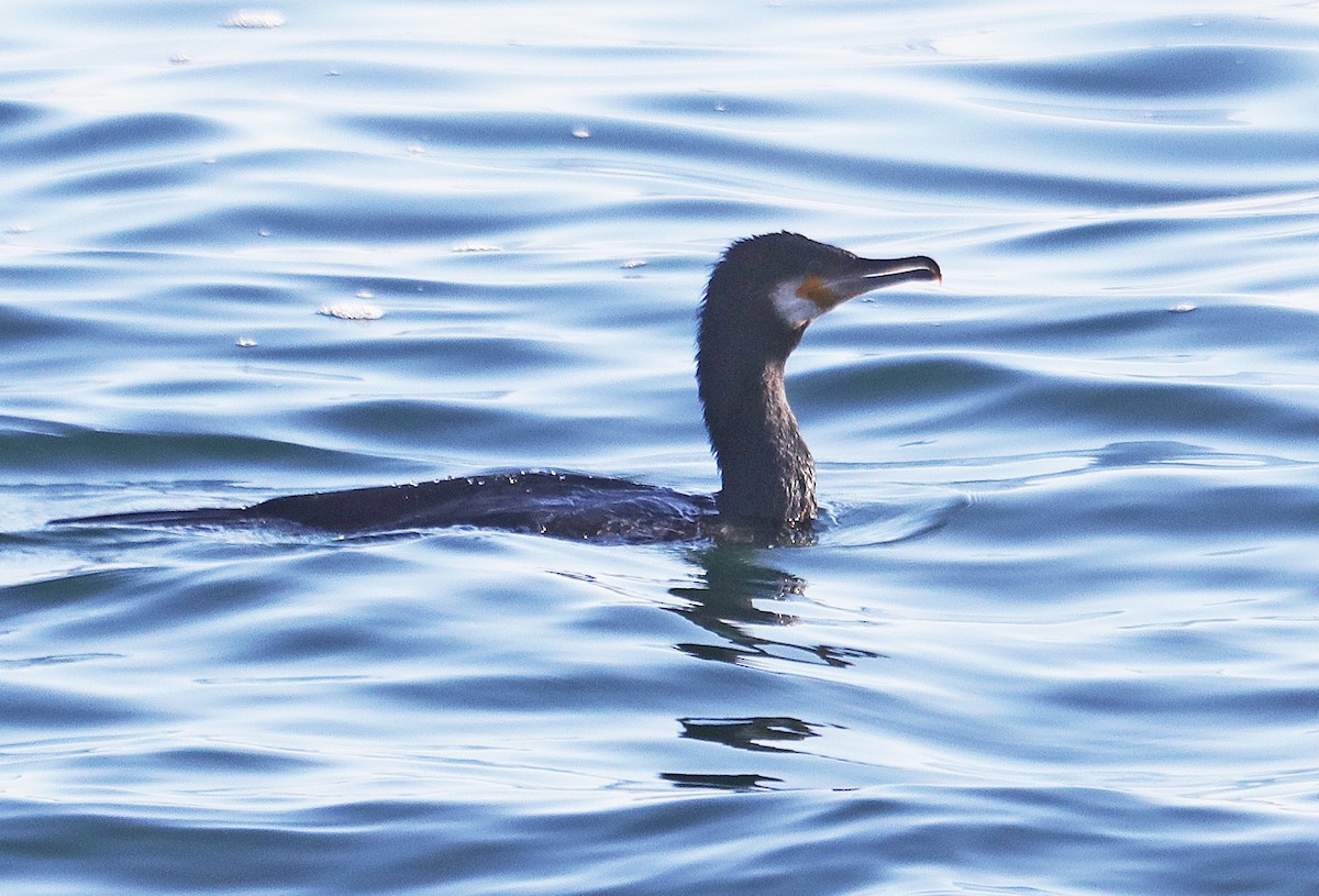 Cormorán Grande - ML614716278