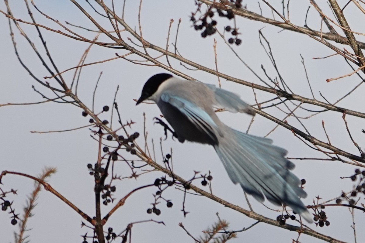 Azure-winged Magpie (Japanese) - ML614716279