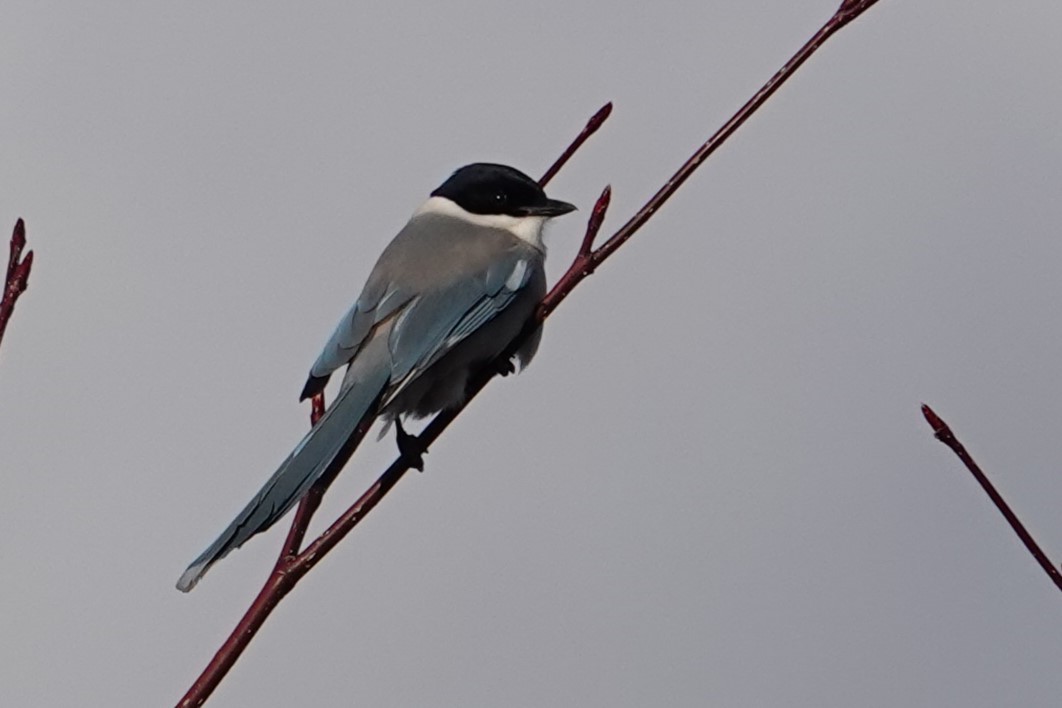 Azure-winged Magpie (Japanese) - Jo Ellen Floer