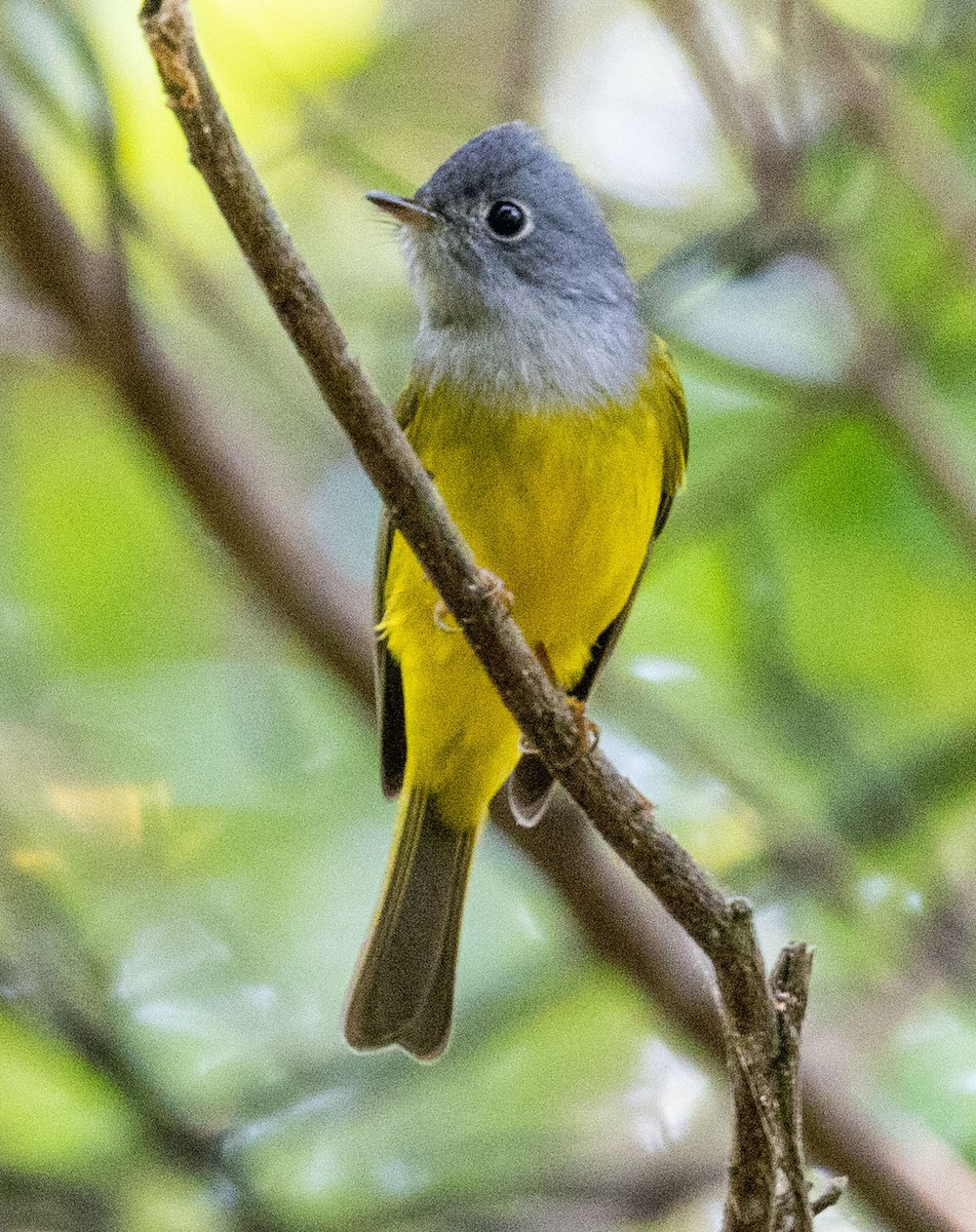 Gray-headed Canary-Flycatcher - ML614716319