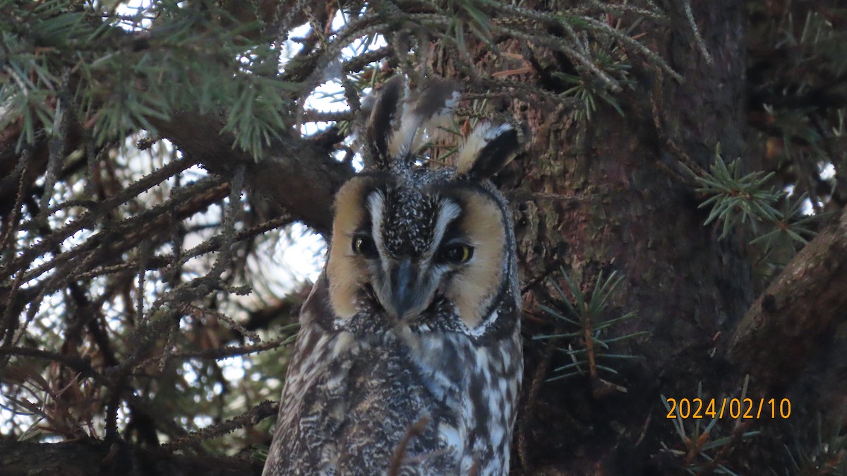 Long-eared Owl - ML614716614