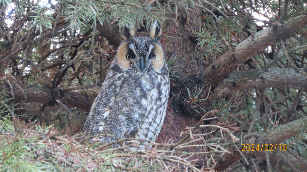 Long-eared Owl - ML614716615