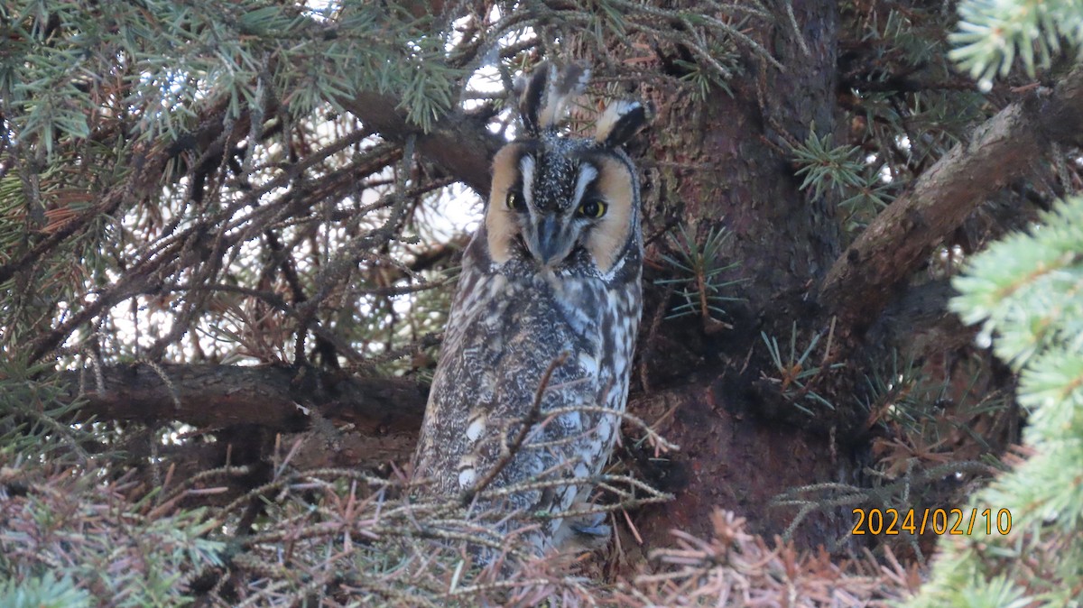 Long-eared Owl - ML614716616