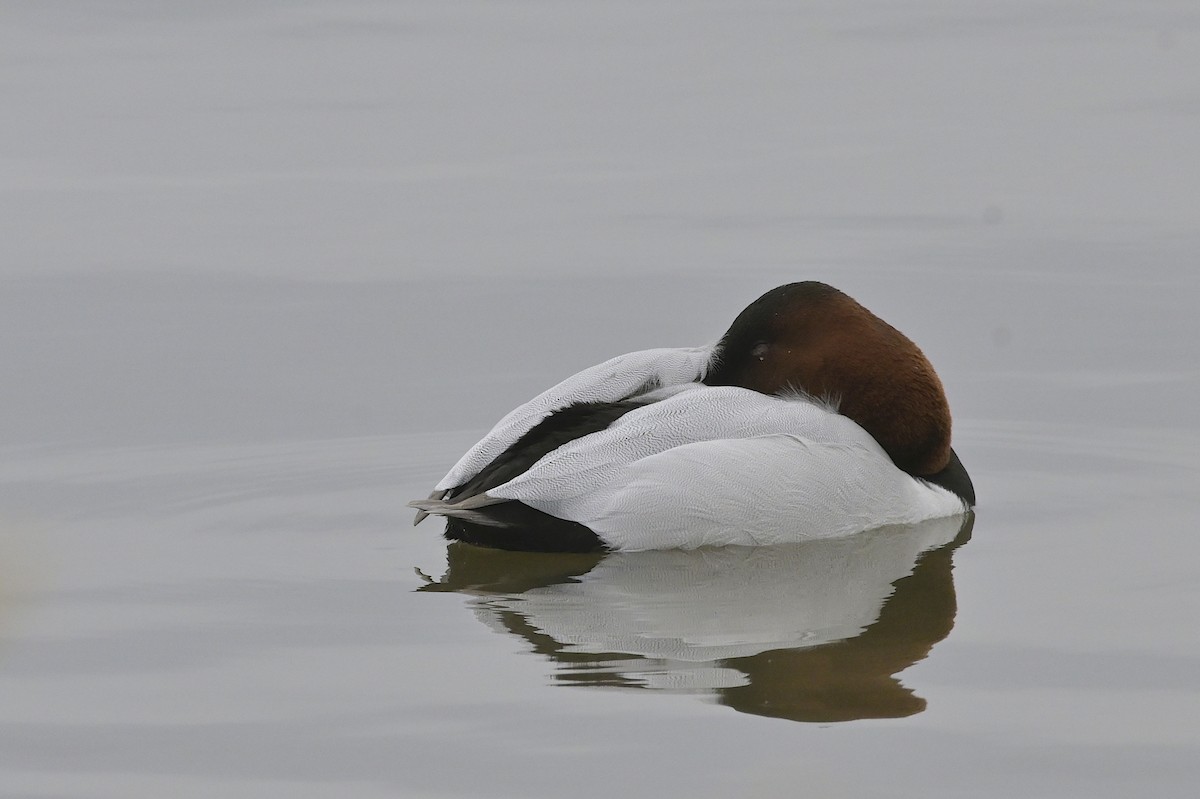 Canvasback - ML614716647