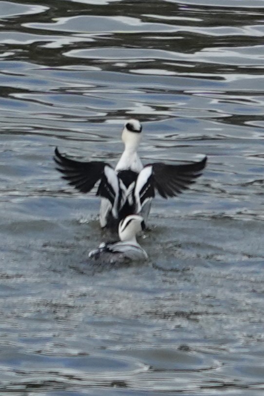 Smew - ML614716679