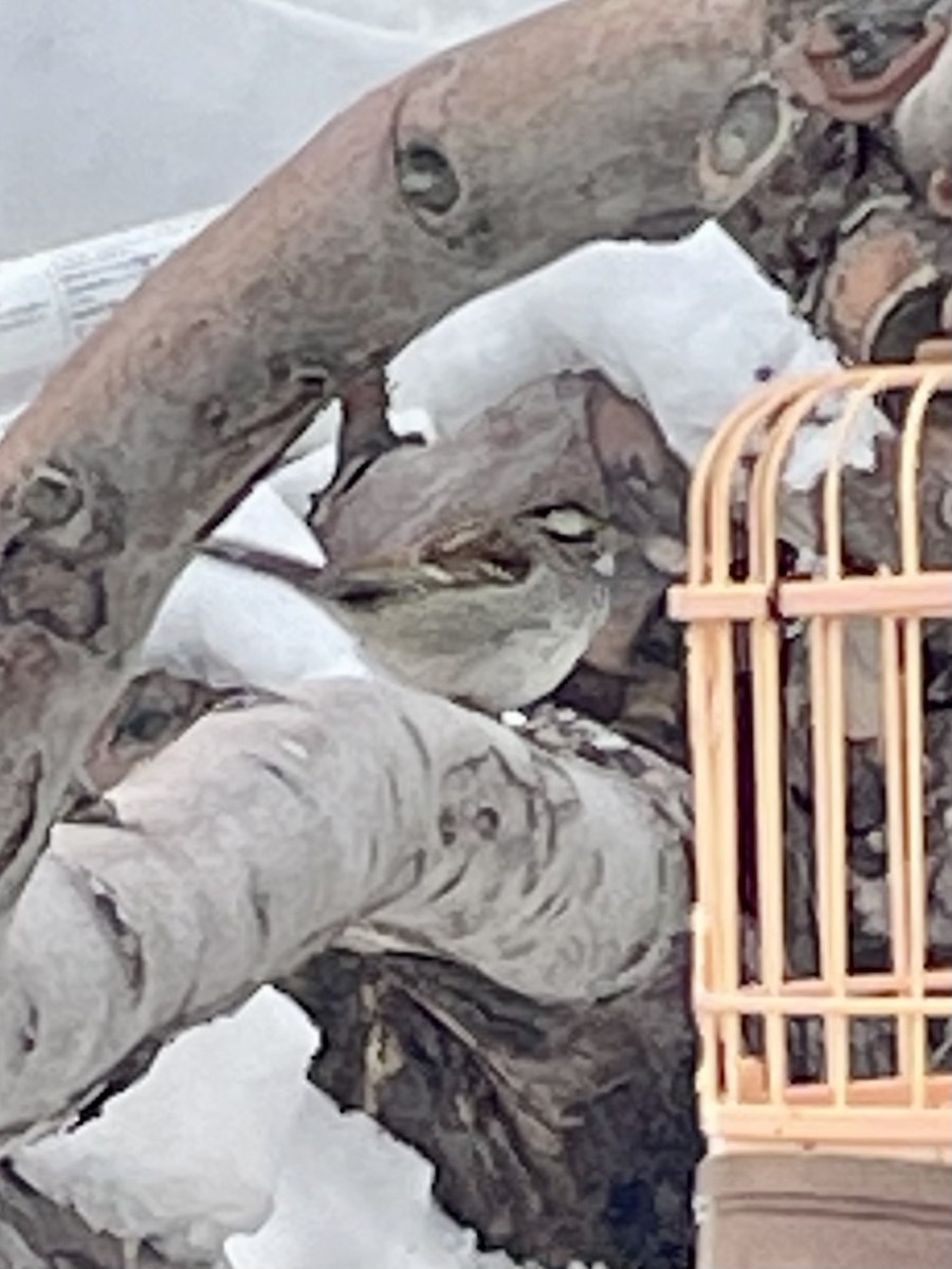 White-throated Sparrow - ML614716705