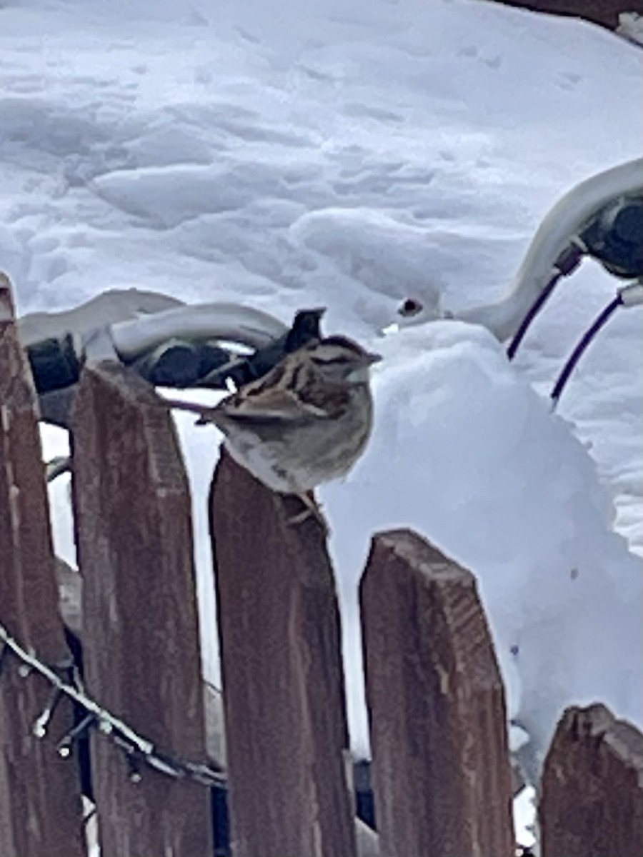 White-throated Sparrow - ML614716706