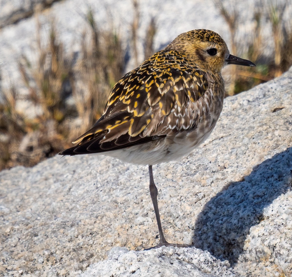 Pacific Golden-Plover - ML614716734