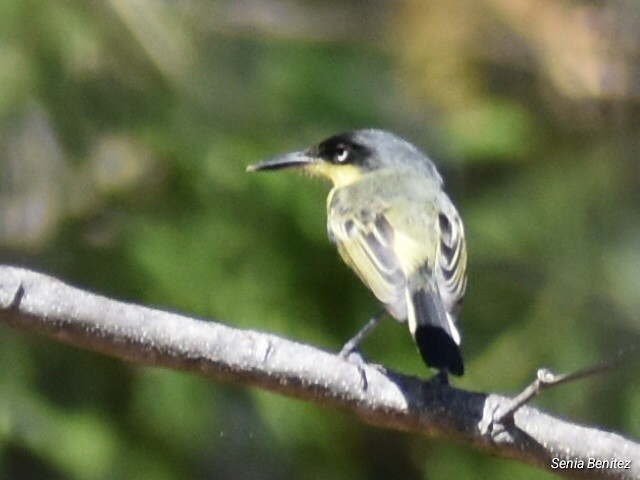 Common Tody-Flycatcher - ML614716738