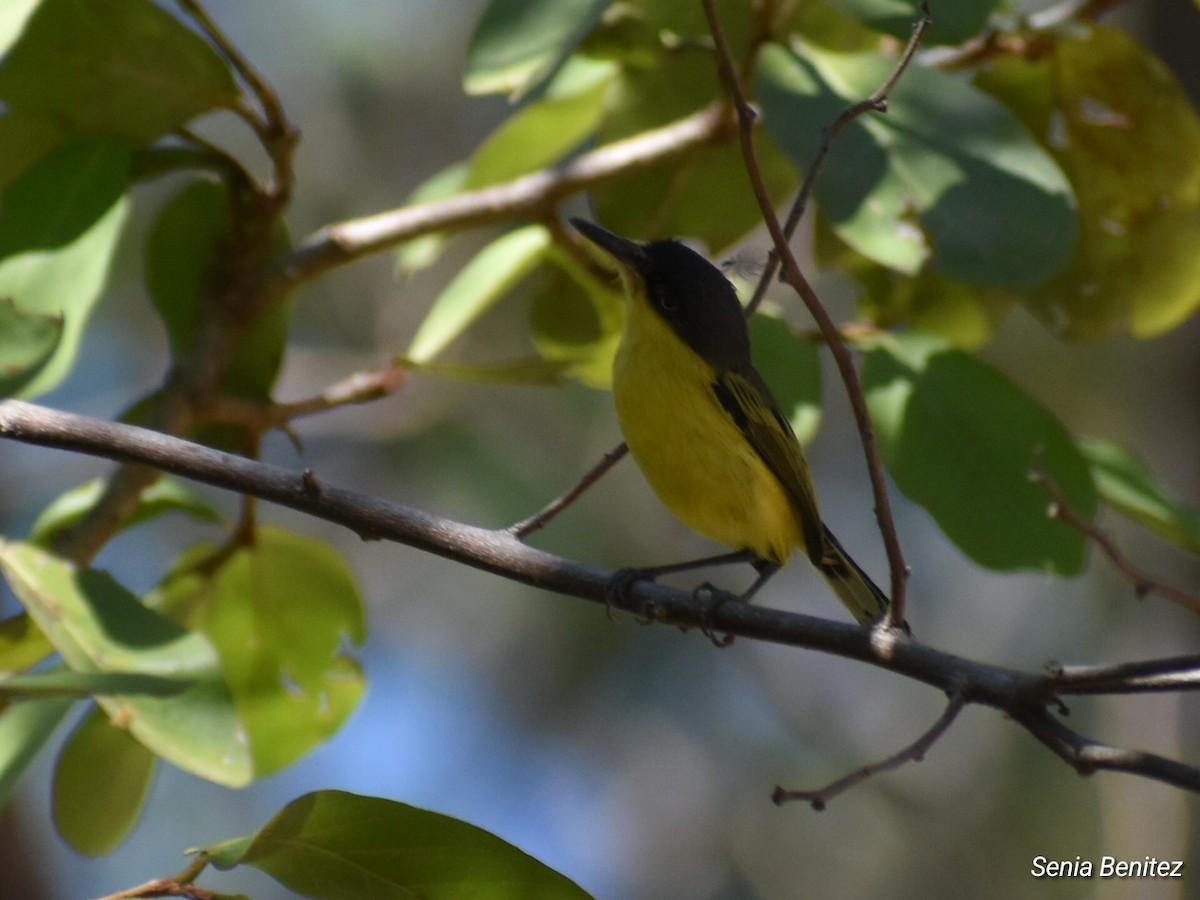 Common Tody-Flycatcher - ML614716739