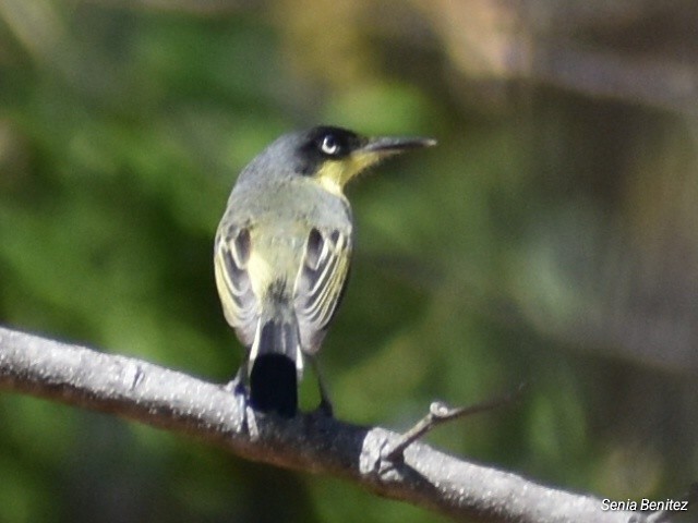 Common Tody-Flycatcher - ML614716740