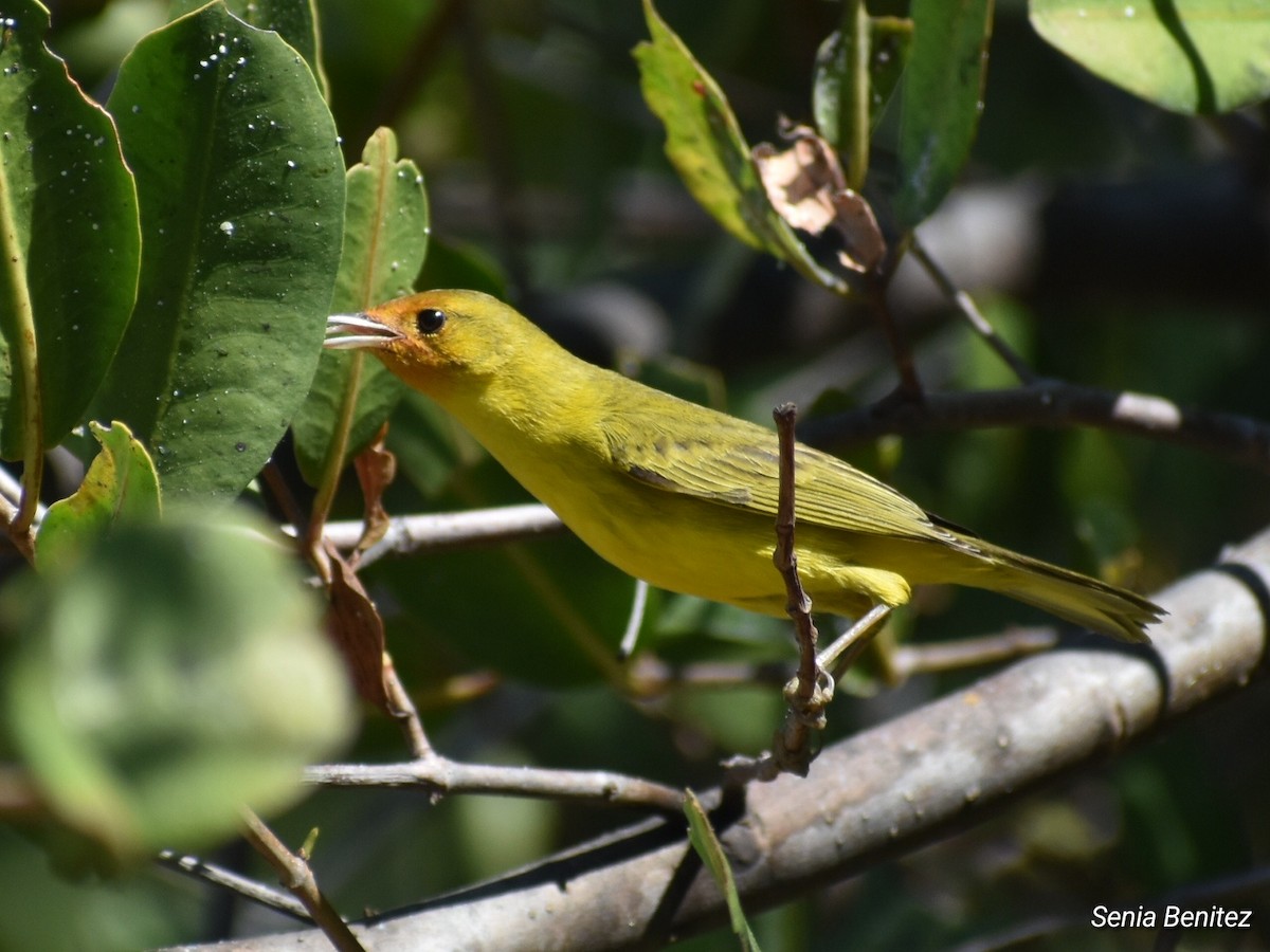 Yellow Warbler - ML614716762