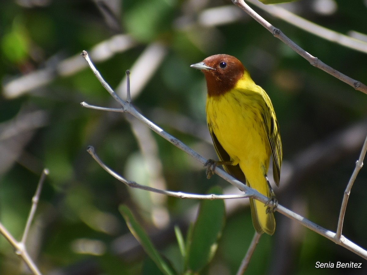 Yellow Warbler - ML614716800