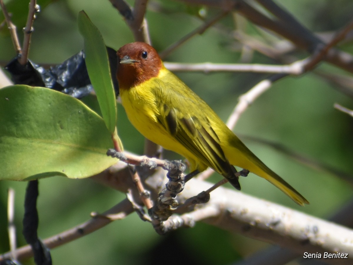 Yellow Warbler - ML614716801
