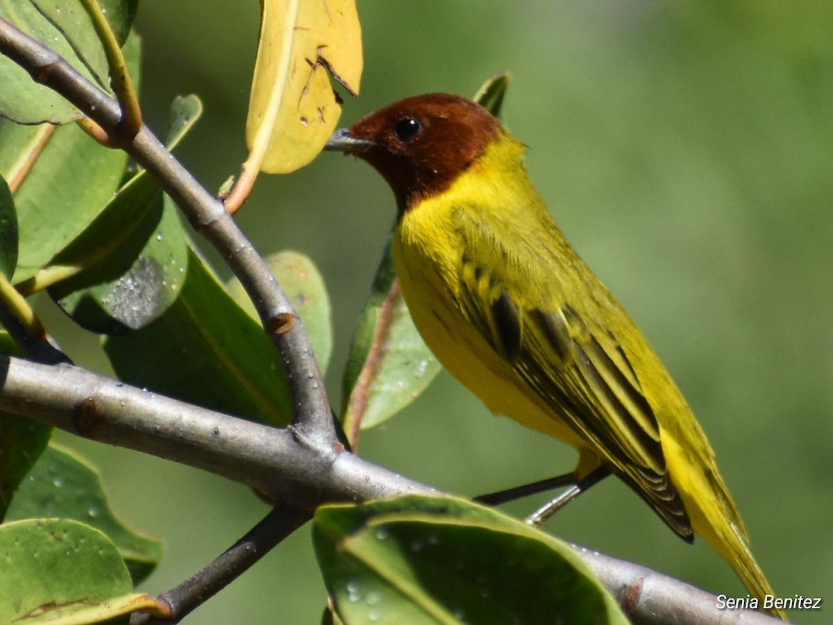 Yellow Warbler - ML614716802