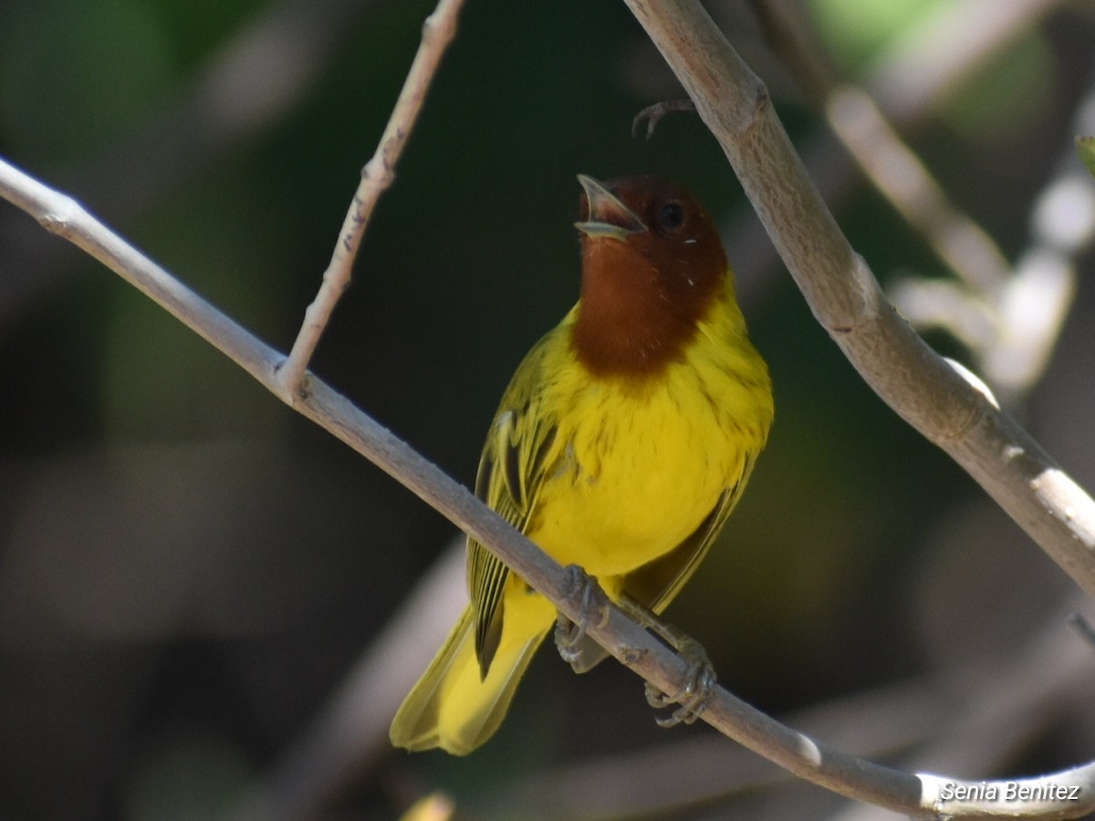 Yellow Warbler - ML614716803