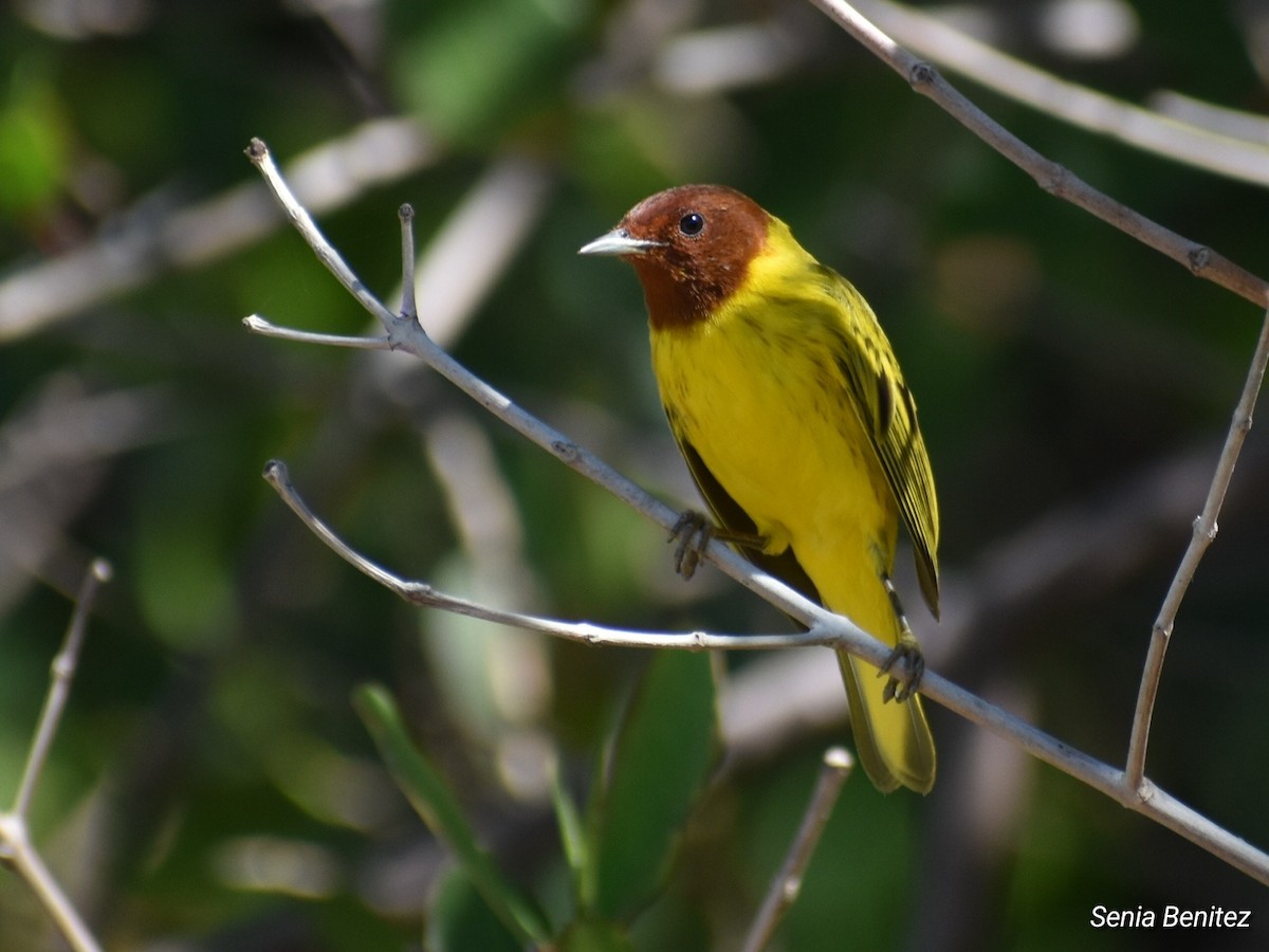 Yellow Warbler - ML614716804