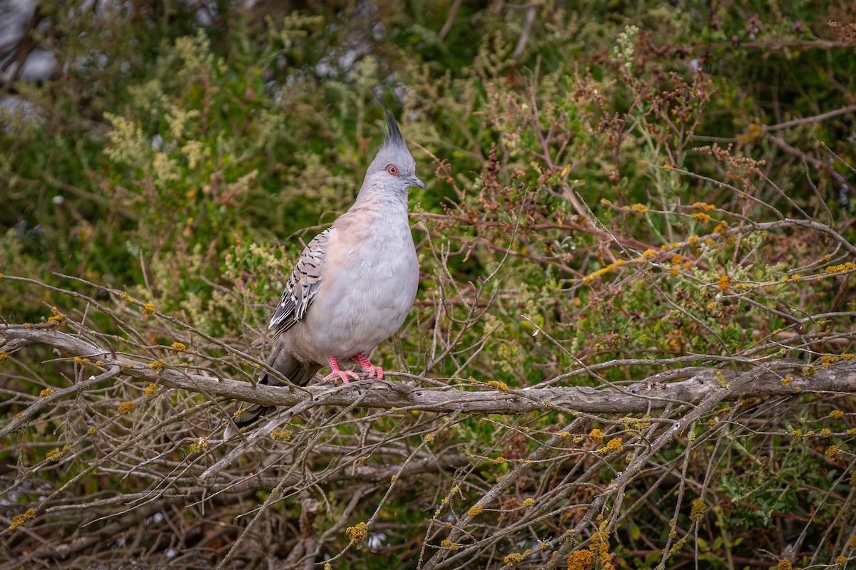 Crested Pigeon - ML614716822