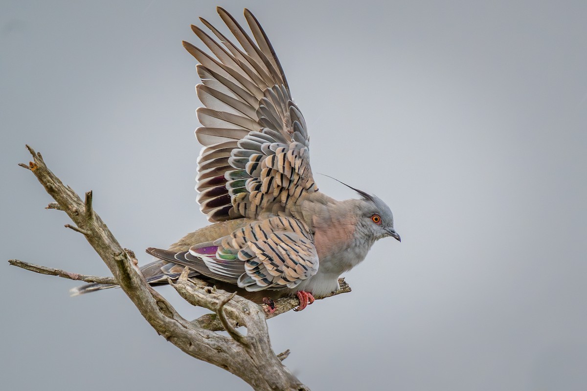 Crested Pigeon - ML614716824
