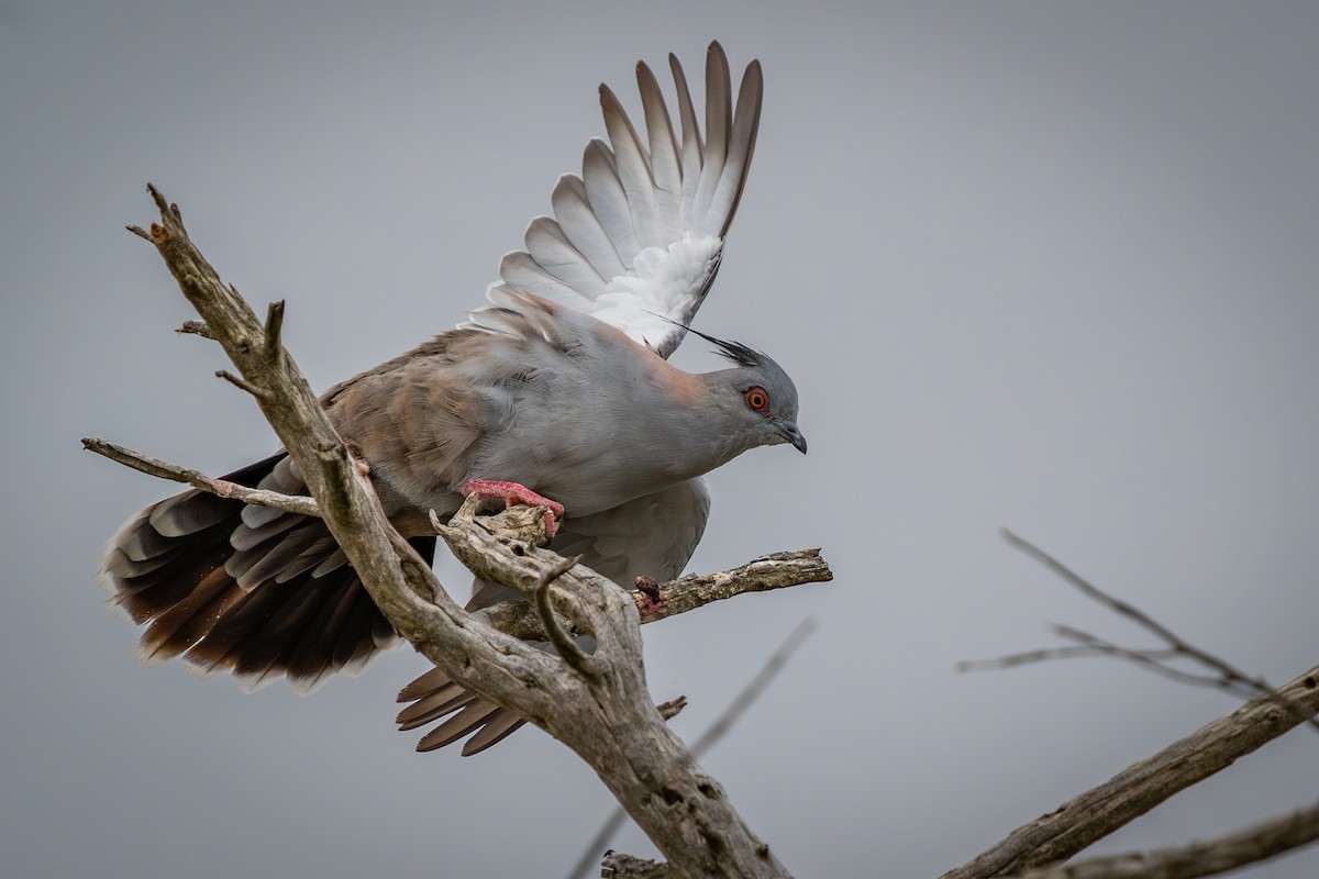 Crested Pigeon - ML614716825