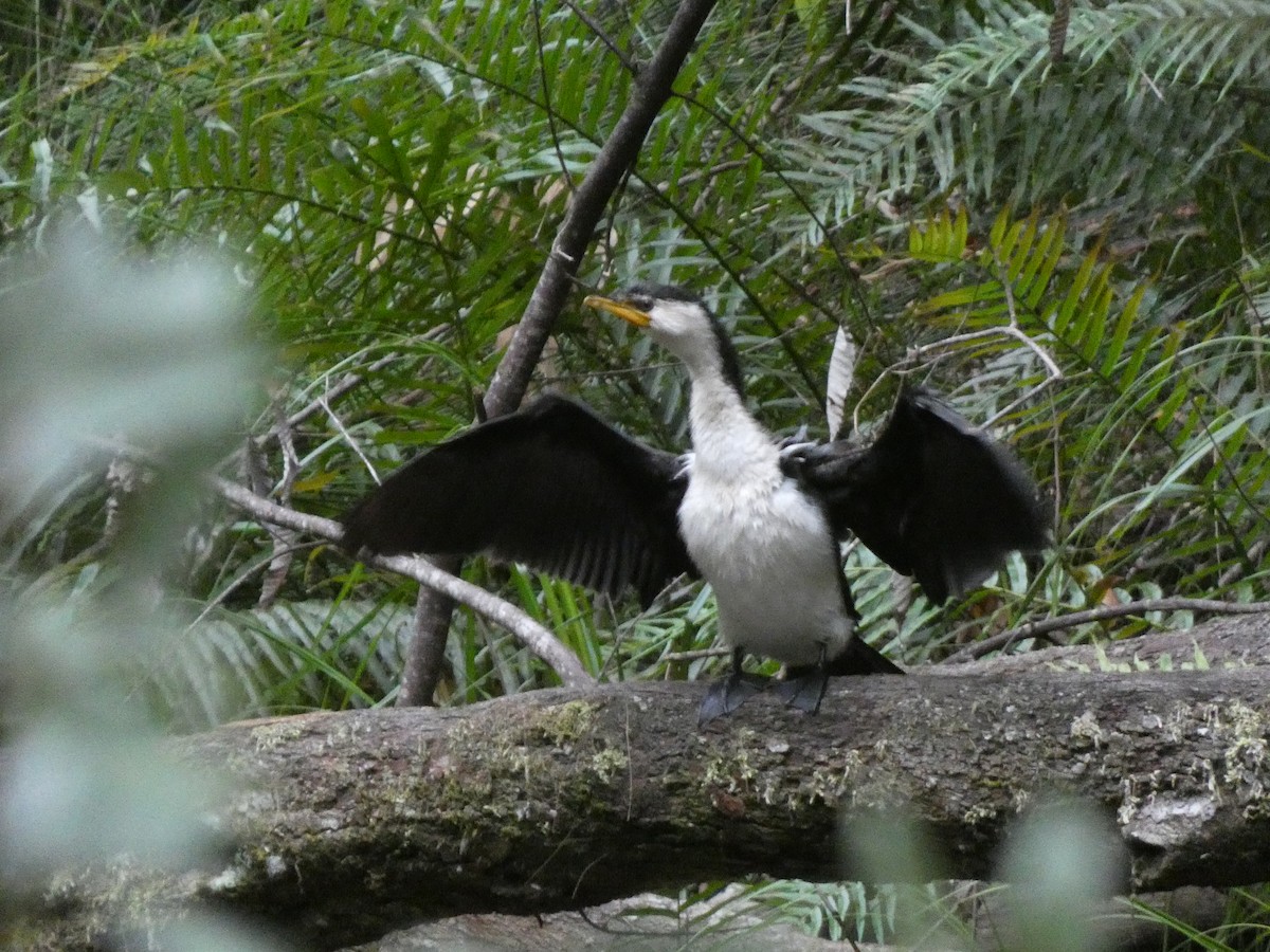 Little Pied Cormorant - ML614716879