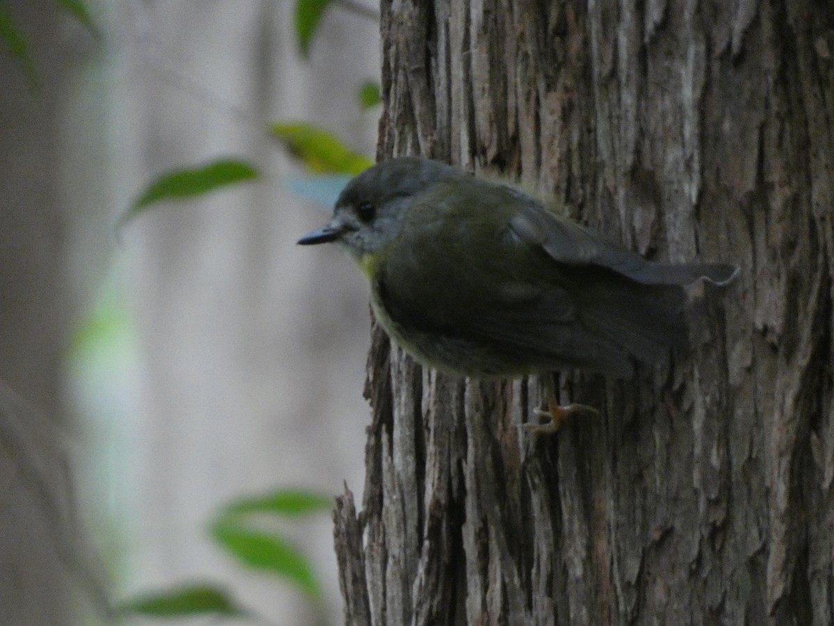 Pale-yellow Robin - ML614716908