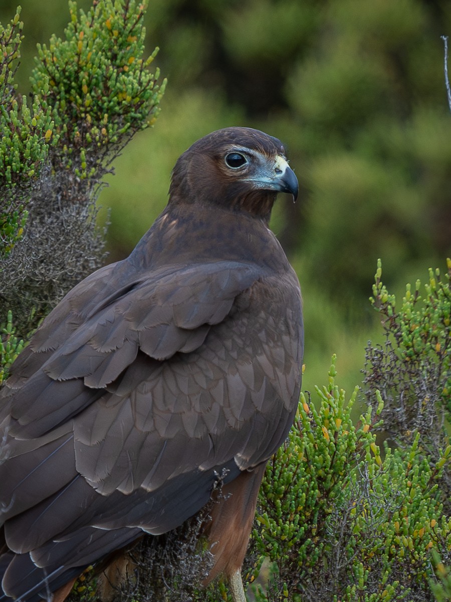 Swamp Harrier - ML614716918