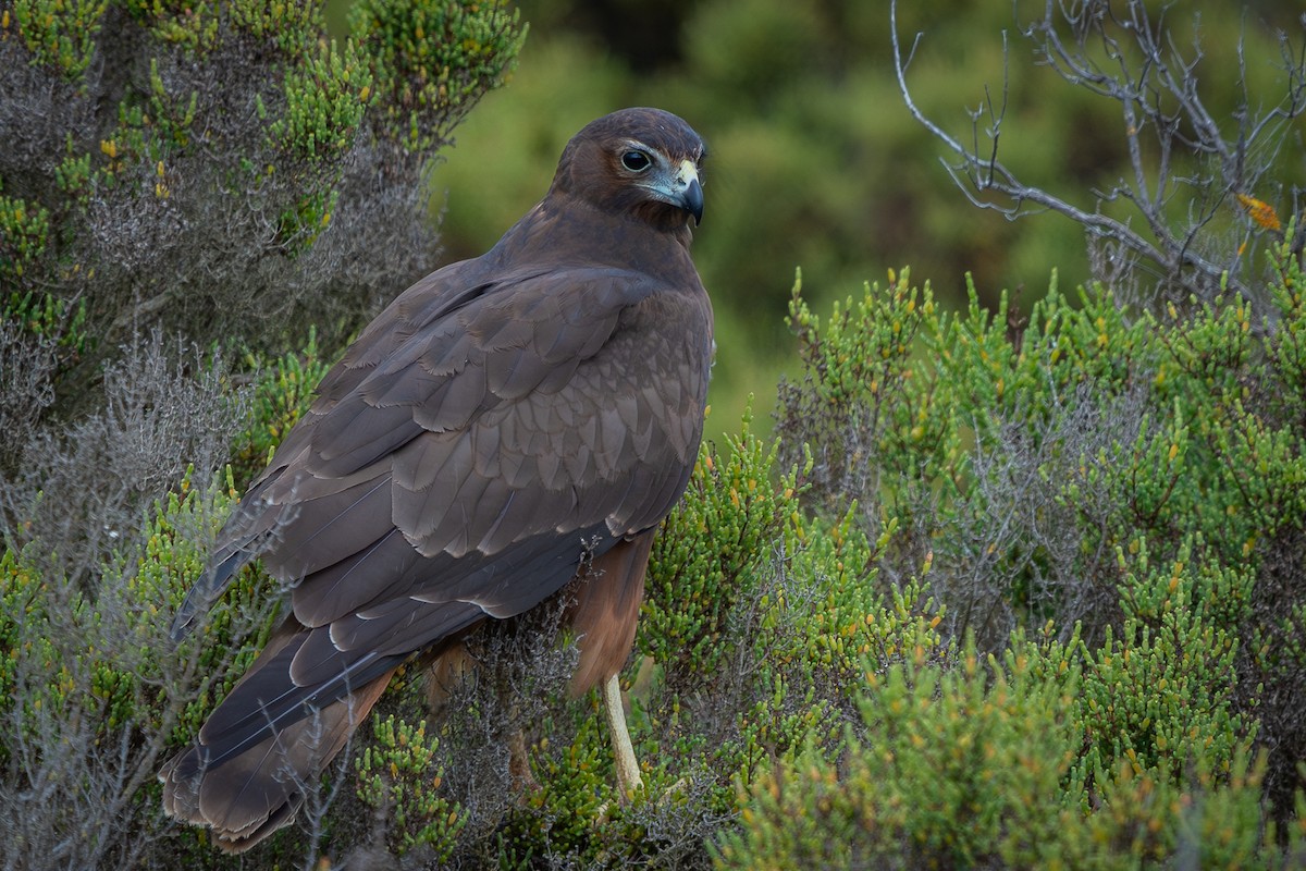 Swamp Harrier - ML614716919