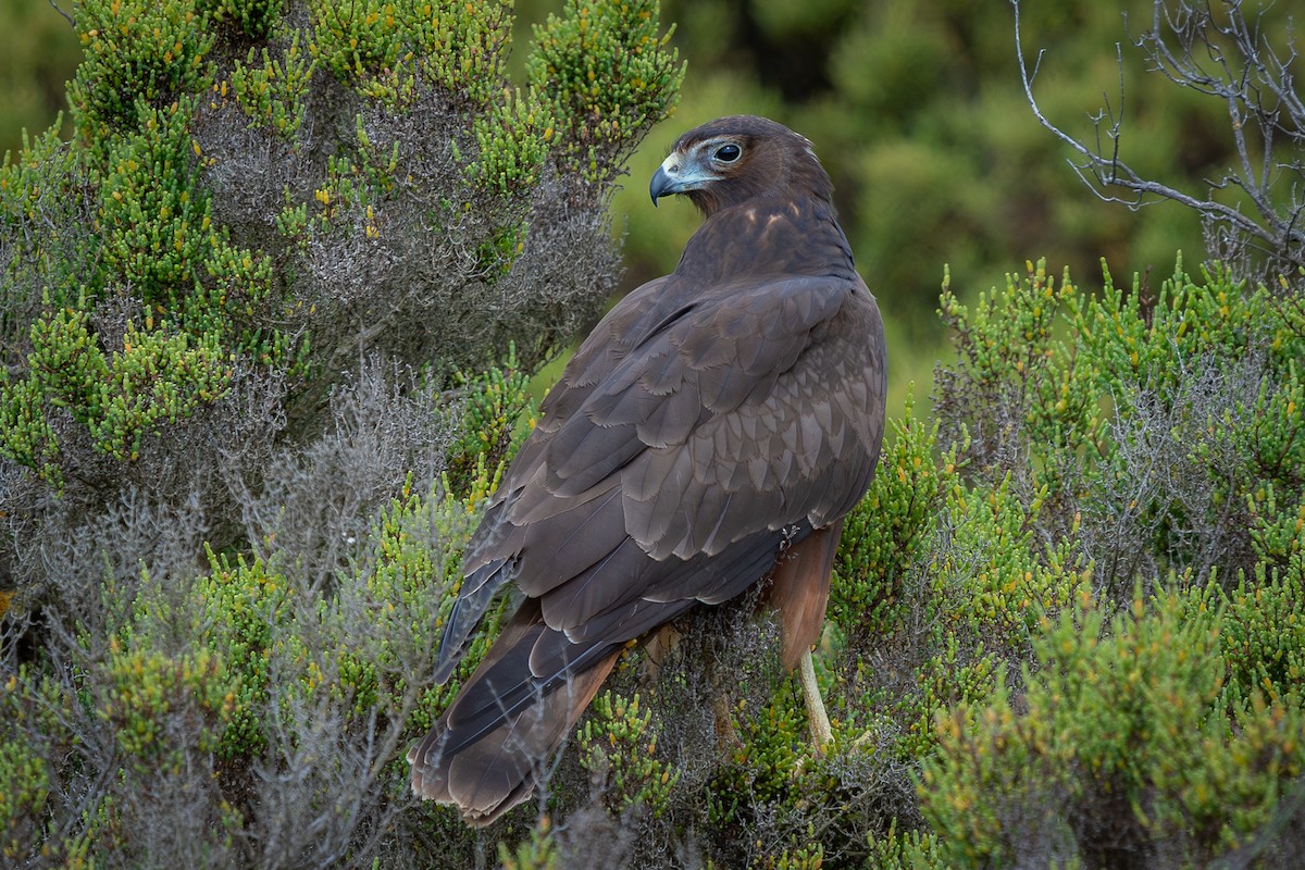 Swamp Harrier - ML614716920