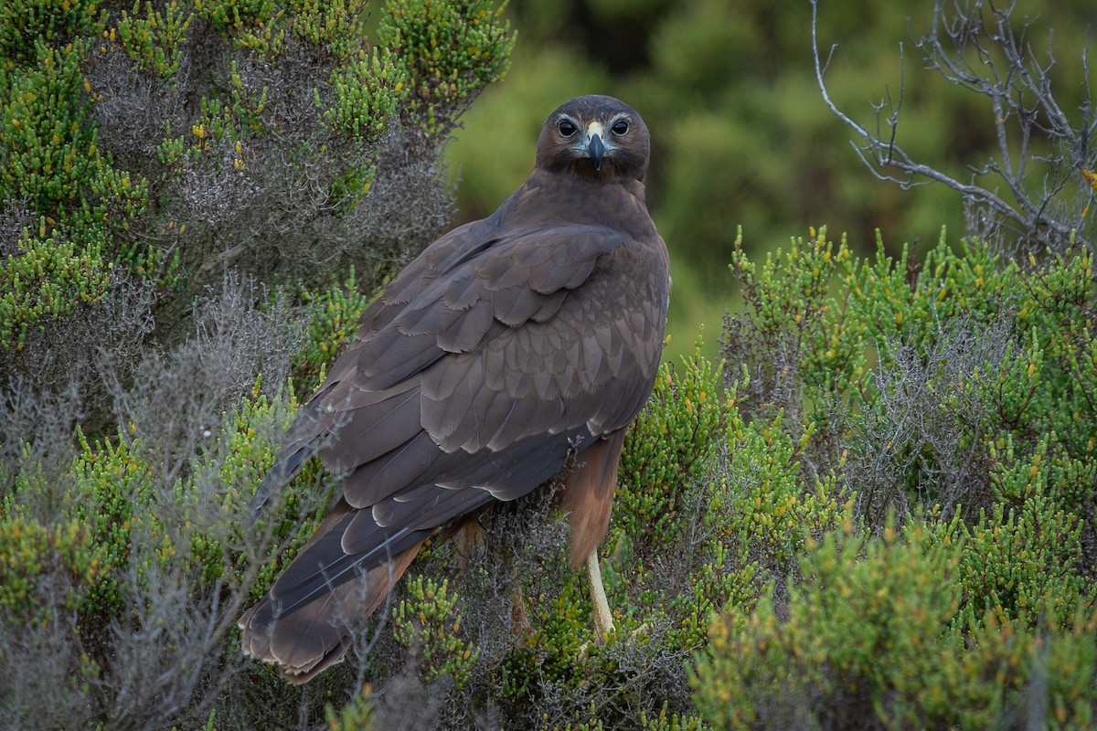 Swamp Harrier - ML614716921