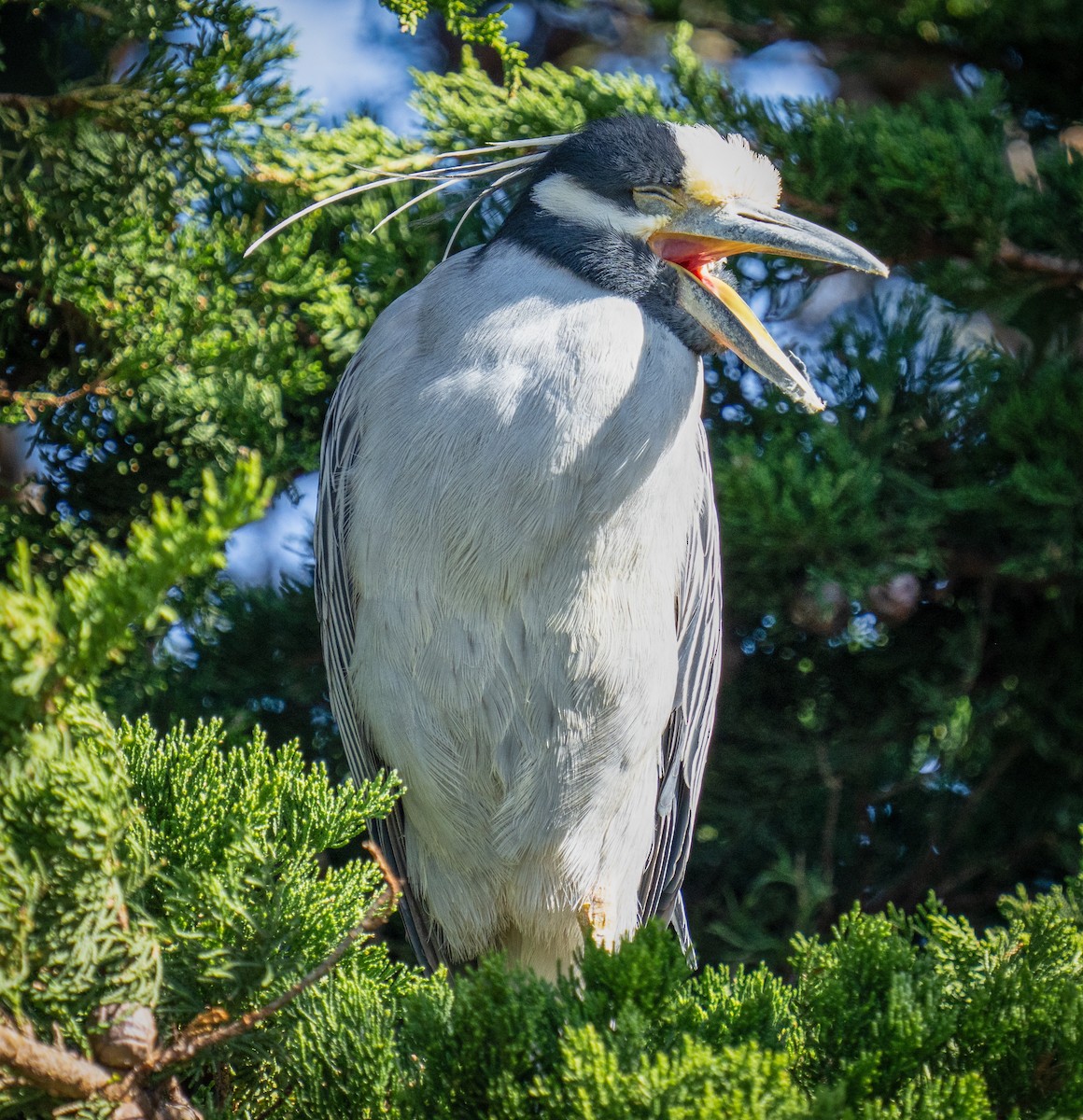 Yellow-crowned Night Heron - ML614716948