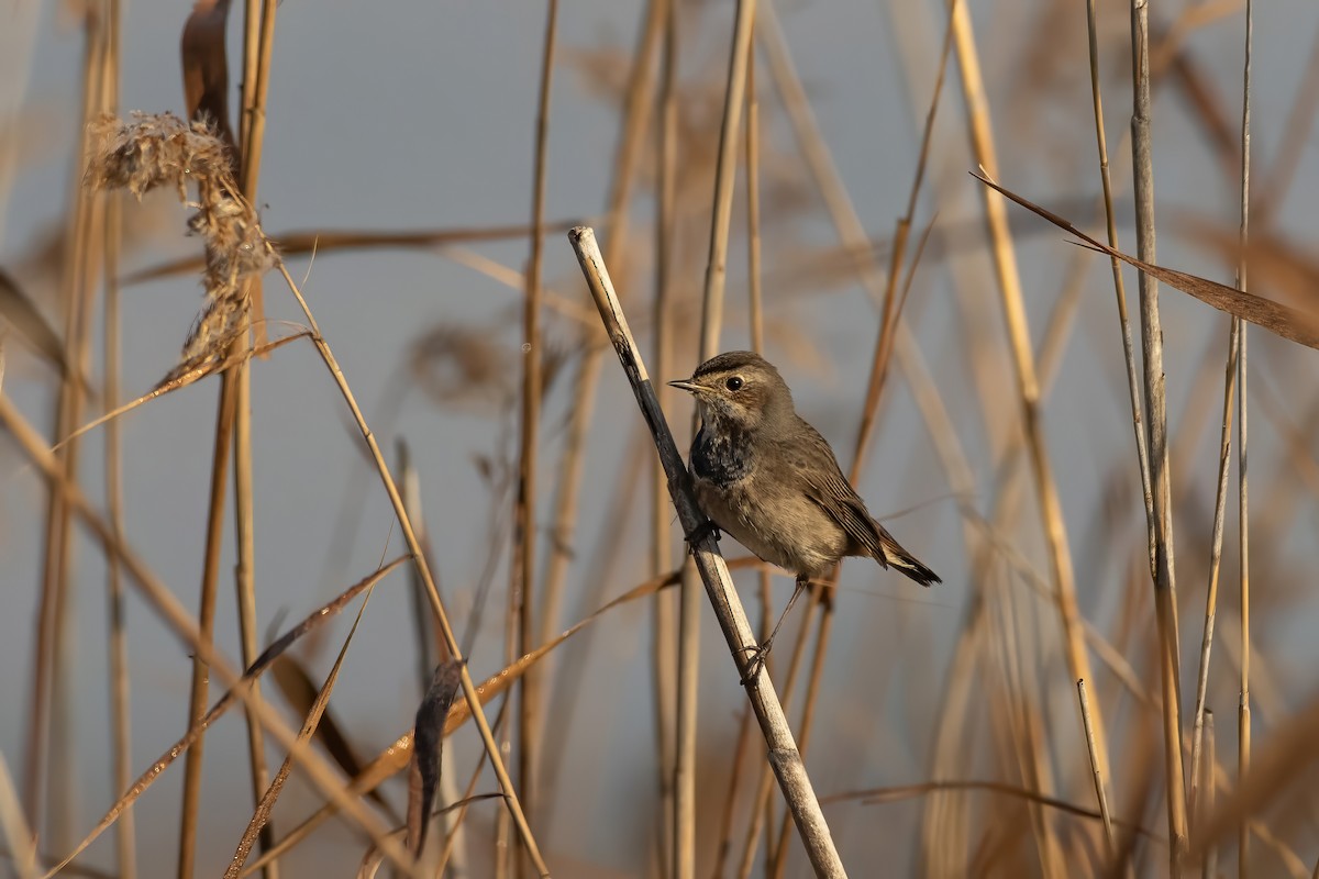 Bluethroat - Matt O'Sullivan