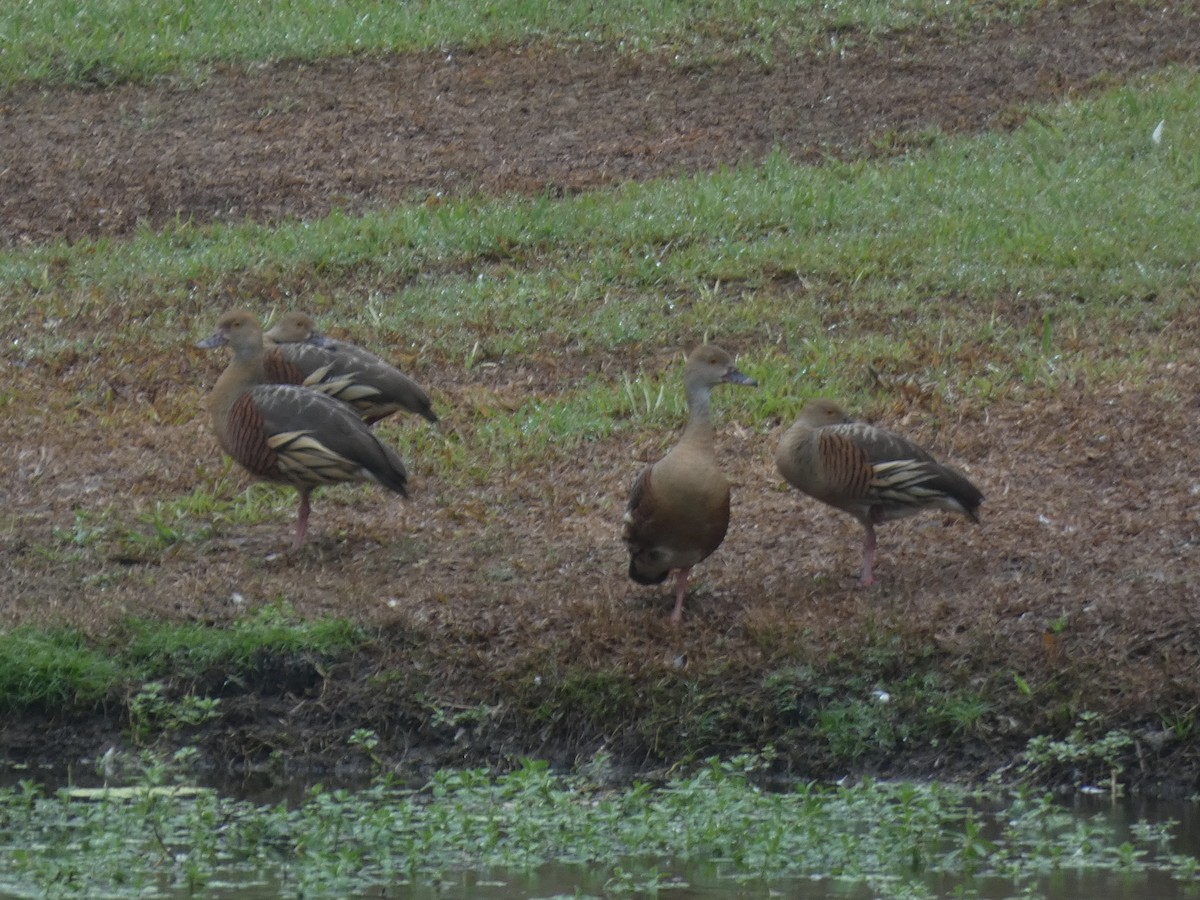 Plumed Whistling-Duck - Eneko Azkue