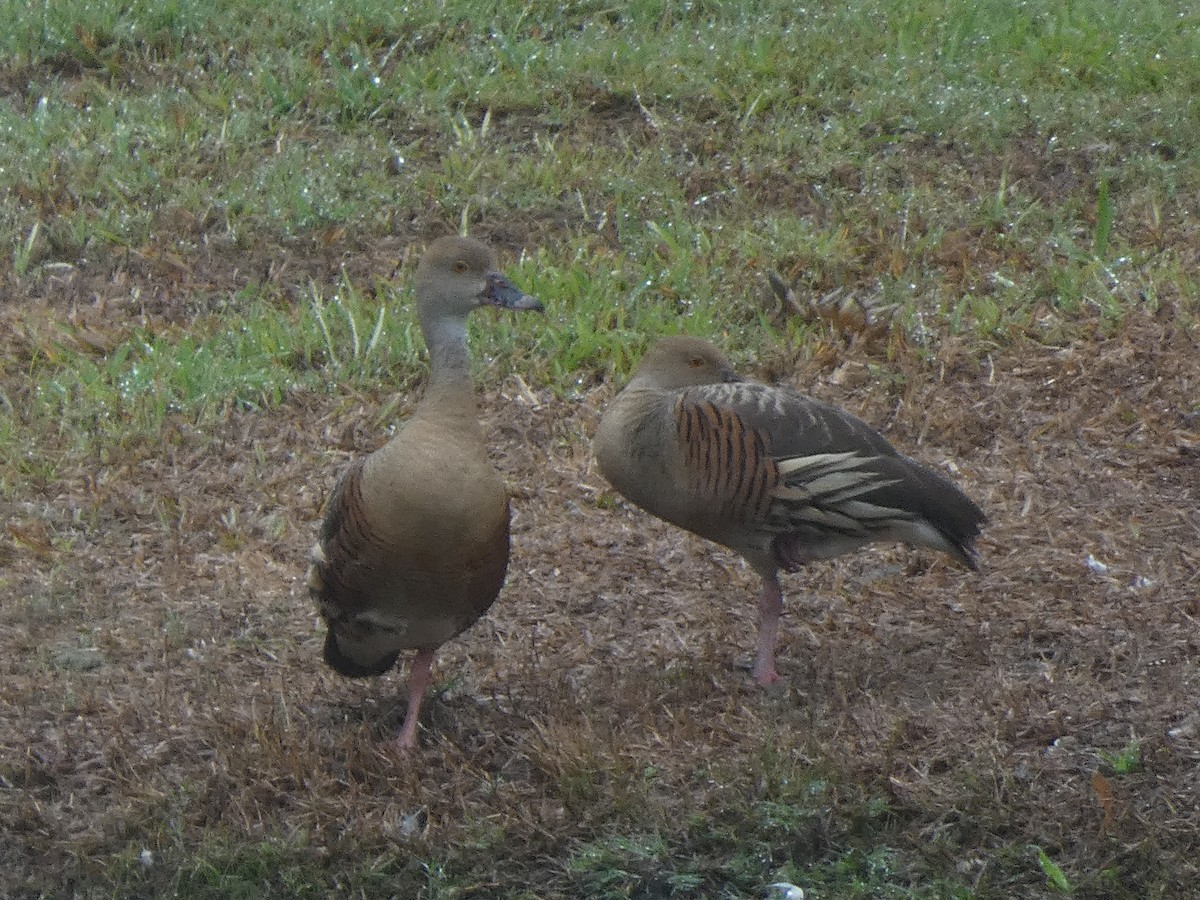 Plumed Whistling-Duck - Eneko Azkue