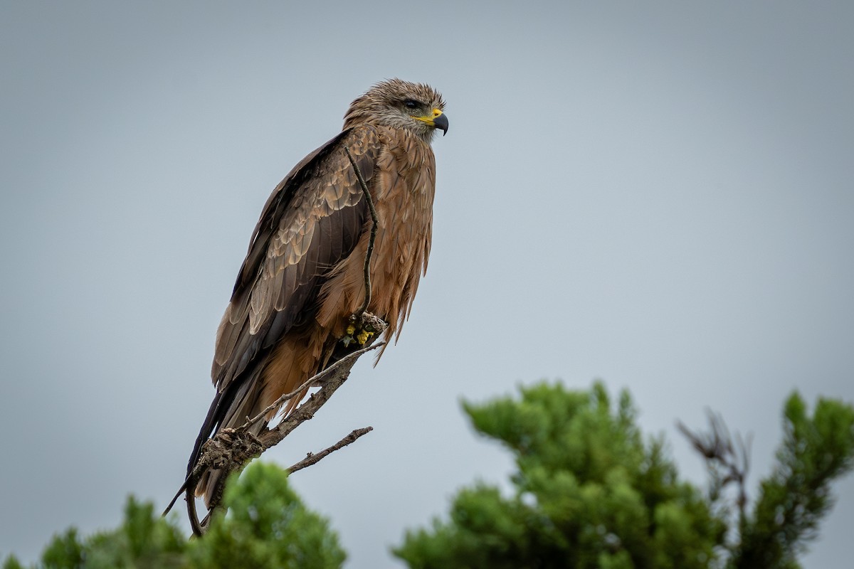 Black Kite - ML614716999